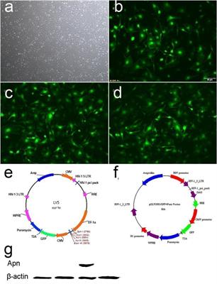 Adiponectin Modified BMSCs Alleviate Heart Fibrosis via Inhibition TGF-beta1/Smad in Diabetic Rats